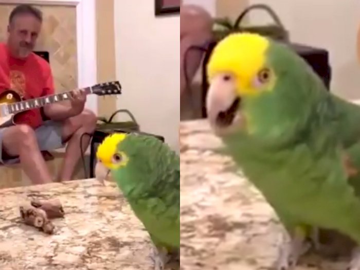 Video Burung Beo Nyanyikan Lagu The Beatles dan Gun N' Roses Viral, Disebut Reinkarnasi