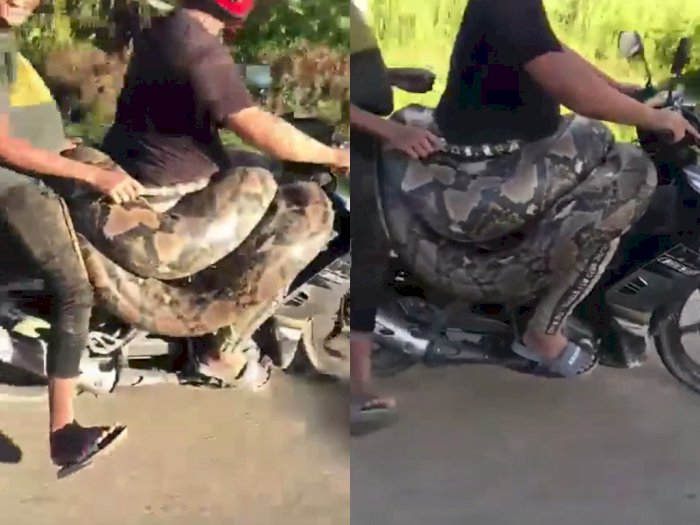 Viral Video Pria Bawa Ular Piton 200 Kg untuk Diserahkan ke Margasatwa Pakai Sepeda Motor