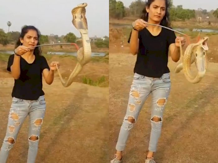 Viral Gadis Perlihatkan Trik Bermain dengan Ular Kobra, Sama Sekali Tak Takut Digigit