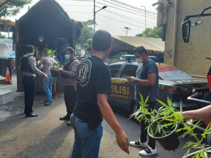 Polrestro Jakarta Barat Gerebek Rumah yang Dijadikan Kebun Ganja Hidroponik