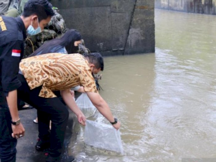 Tabur Benih Ikan ke Sungai Deli, Wali Kota Bobby Salfok Banyak Tumpukan Goni dan Sampah