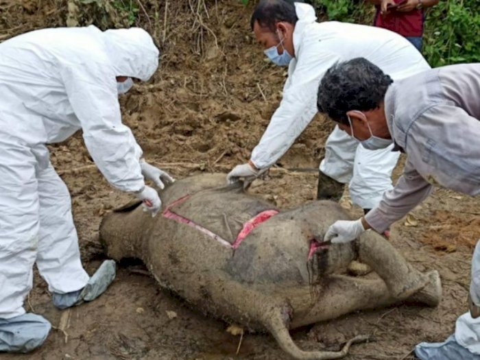 Duh, Seekor Gajah Sumatera Usia 10 Bulan Ditemukan Mati di Aceh