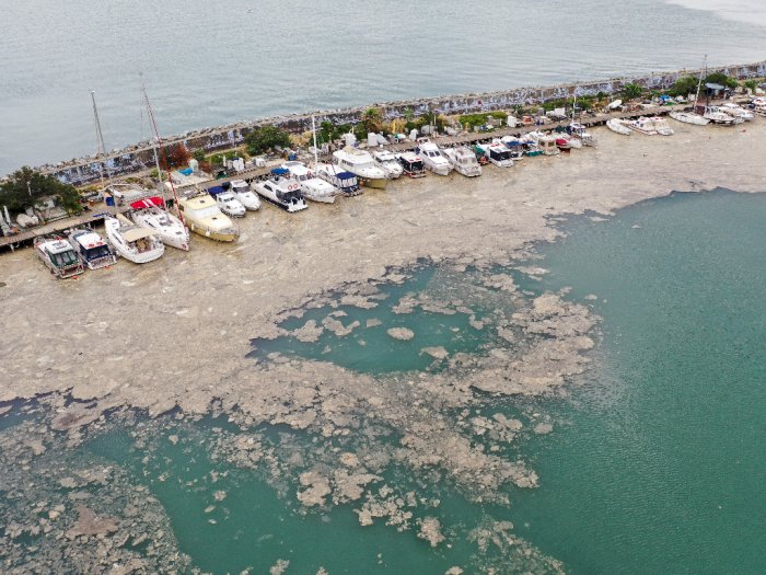 Wabah Ingus Laut Cemari Pantai Turki dan Bikin Kekacauan
