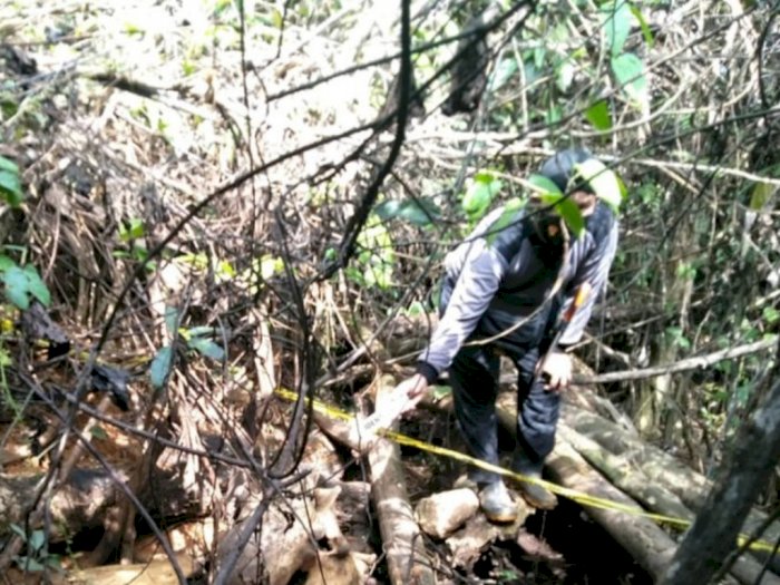 Diduga Diracuni, Polisi Selidiki Penemuan Bangkai Gajah di Mukomuko