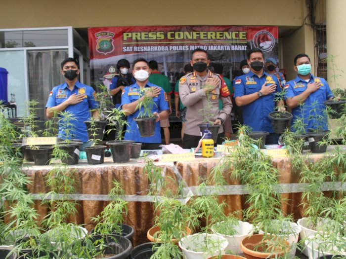 Gerebek Kebun Ganja Hidroponik di Brebes, Polisi Temukan 300 Pot Ganja