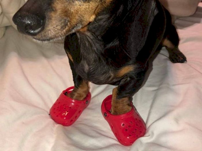 Sepatu Crocs Mini untuk Anjing Viral di Media Sosial