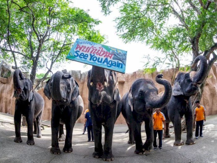 Kebun Binatang di Thailand Menjual 11 Gajah karena Tak Ada Pendapatan Selama Pandemi