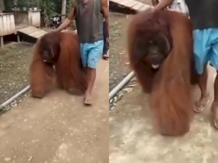 Bikin Heboh, Orangutan Masuk ke Pemukiman Warga karena Diduga Kelaparan dan Cari Makanan