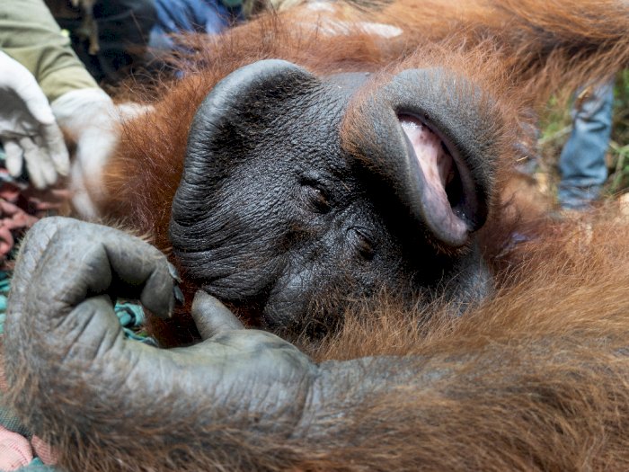 FOTO: Pelepasliaran Orangutan di Taman Nasional Gunung Palung