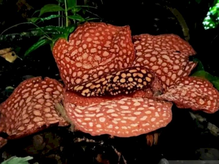Dua Bunga Langka Rafflesia di Sumatera Kembali Mekar, di Sini Titik Lokasinya