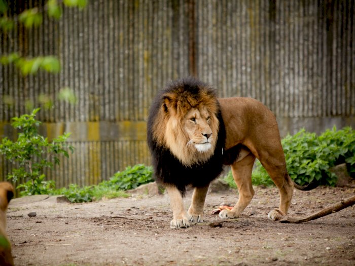 Singa Langka di India Ini Tewas Karena Virus COVID-19