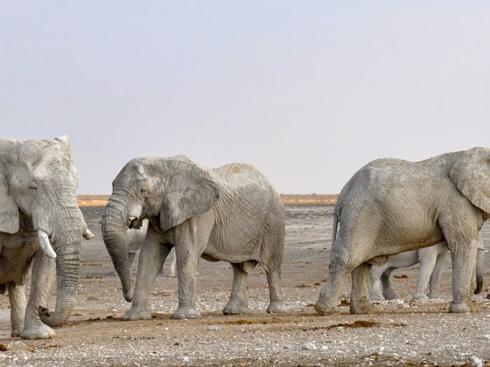 Penelitian Temukan Bagaimana Cara Gajah Makan dan Minum 