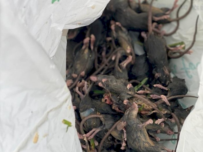 Wabah Tikus di Australia Harus Dianggap Bencana Alam karena Membuat Banyak Orang Rugi