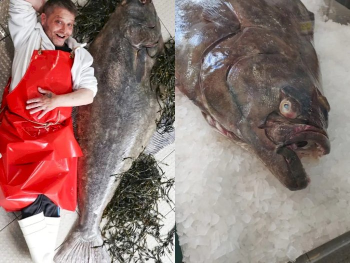 Penjual Ikan Membeli Ikan Halibut Raksasa Seberat 77 Kg, Tingginya Satu Orang Dewasa