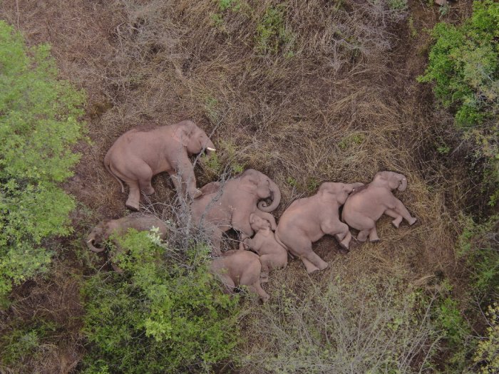 Momen Kawanan Gajah Tidur Bersama Setelah Melakukan Perjalanan Jauh