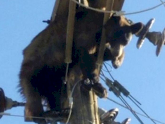 Beruang Ini Tersangkut di Tiang Listrik, Pemadaman Listrik Sempat Dilakukan