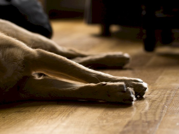 Viral 2 Ekor Anjing Penjaga di Medan Mati Diracun, Diduga Pelaku Hendak Maling Rumah