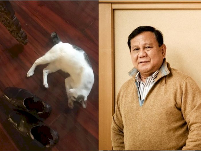 Prabowo Curhat Kucingnya Kencingi Sepatu Para Tamu: Kurang Ajar