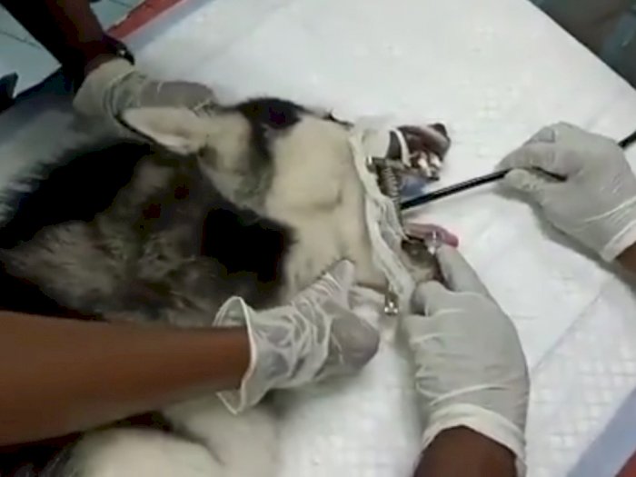 Detik-detik Seorang Dokter Mengambil Masker Bekas dari Perut Anjing Peliharaan, Kasihan!
