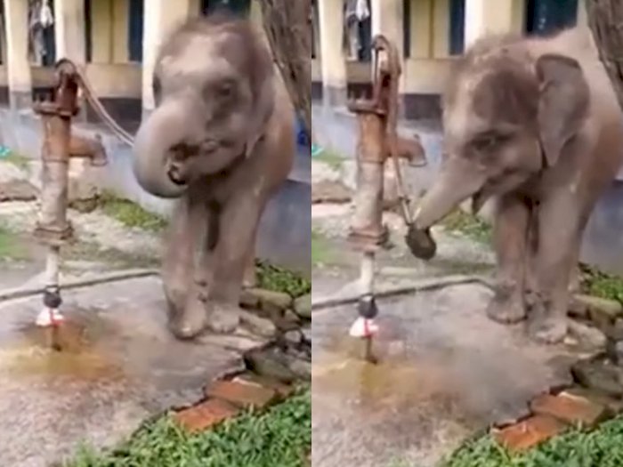 Video Bayi Gajah Minum Air dari Pompa Tangan Setelah Meniru Manusia, Aksinya Bikin Gemas