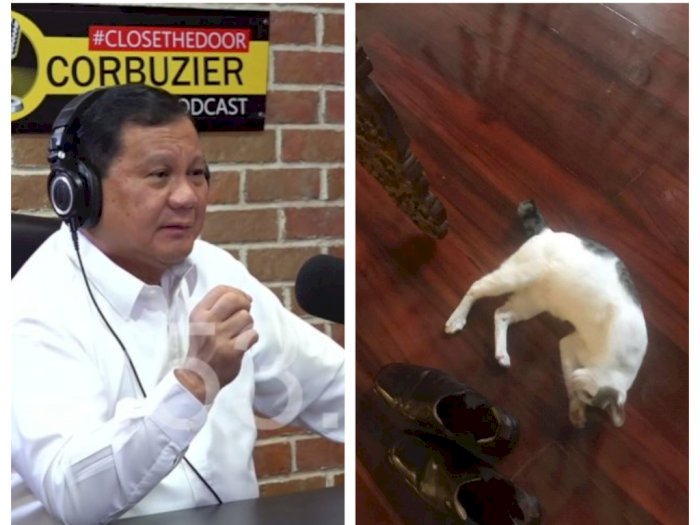 Kisah Bobby, Kucing Milik Prabowo yang Kurang Ajar dan Belagu