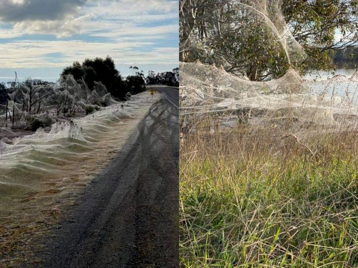 Potret Mengerikan 'Kiamat Laba-laba' yang Muncul Setelah Banjir di Australia