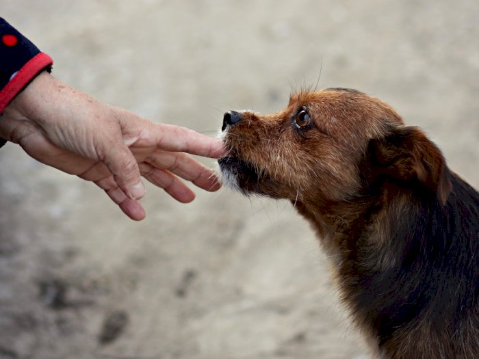 Kisah Pilu Bocah 10 Tahun di Medan Digigit Anjing Tetangga, Kaki Lumpuh, Lalu Tewas