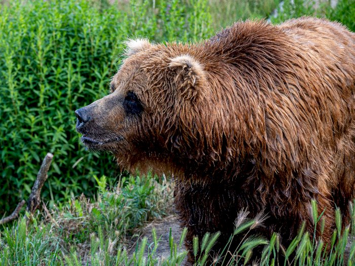 Pria 57 Tahun Ditemukan Tewas di Hutan Ternyata Diserang Beruang