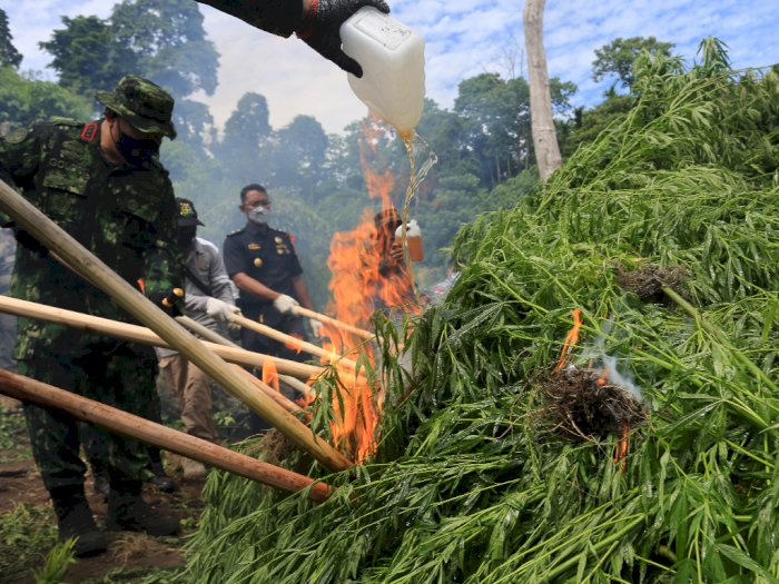  Sambut Hari Anti Narkoba, 15 Ton Ganja Siap Panen di Aceh Besar Dimusnahkan BNN