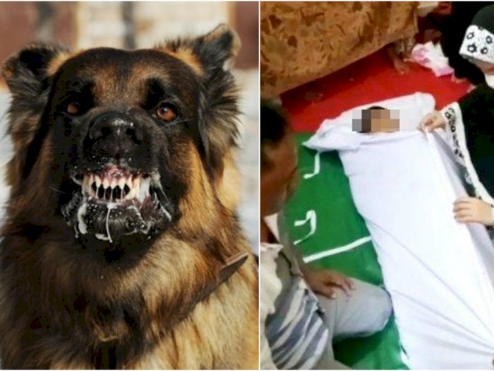 Anjing Penggigit Bocah Muhammad Raza hingga Tewas Diamankan Polisi, Pemiliknya Malah Belum
