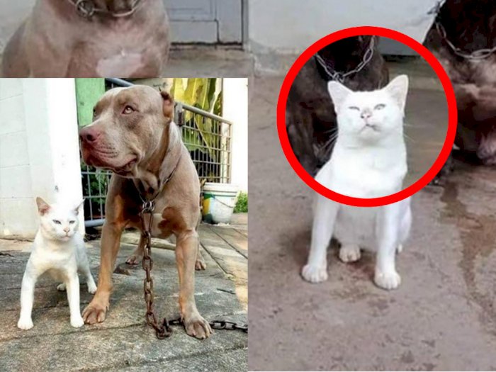 Dari Kecil Dibesarkan Anjing, Kucing Ini Tumbuh jadi Garang, Cara Berdirinya Jadi Sorotan