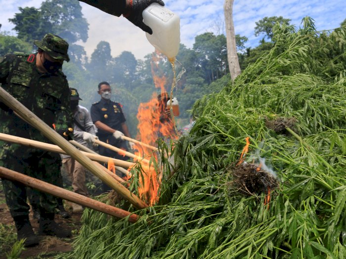 FOTO: Operasi Pemusnahan Ladang Ganja di Aceh