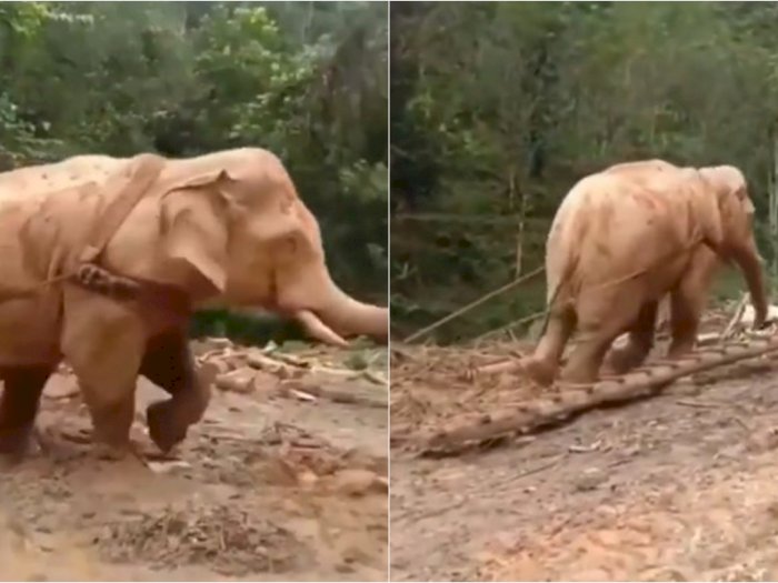 Pemandangan Pilu Gajah Dijadikan 'Budak', Tarik Batang Pohon di Jalanan yang Licin