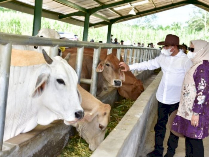 Tingkatkan Produksi Daging, Gubsu Edy Dorong Pengembangan Instalasi Pembibitan Sapi