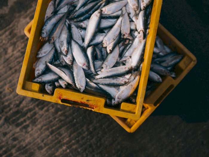 Ekspor Hasil Perikanan Sumut Didominasi Jenis Ikan Nila, Totalnya Capai 2.502 Ton