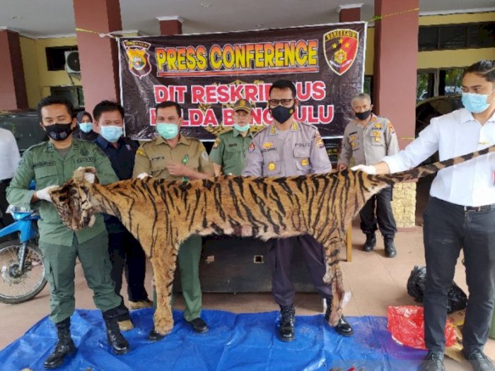 Polisi Buru Dua Pelaku Sindikat Perdagangan Harimau Sumatera di Bengkulu