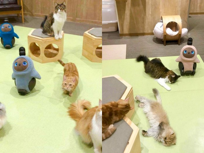 Pet Store di Jepang Menghadirkan Robot & Kucing yang  Menggemaskan