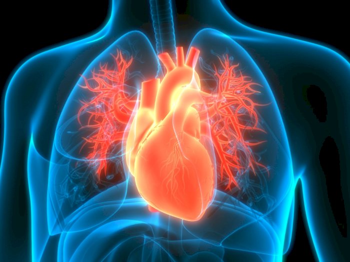 Studi Temukan Senyawa Pelapisan Jantung Bisa Lindungi Virus COVID-19