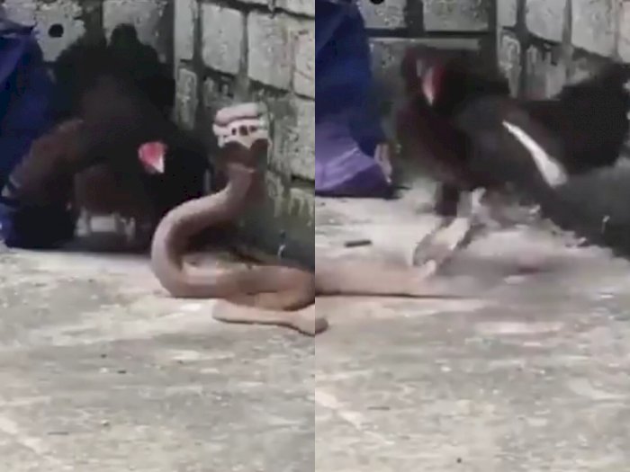 Ibu Ayam Melawan Ular Demi Melindungi Anaknya dari Serangan Reptil, Videonya Bikin Haru