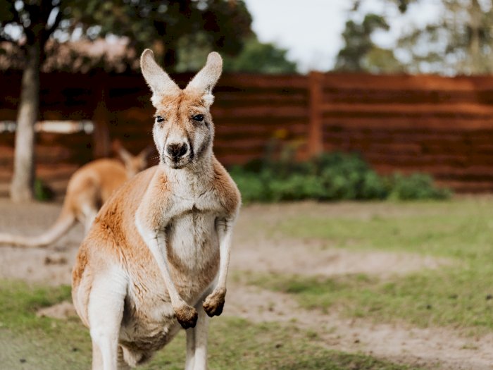 Sepasang Kanguru Berhubungan Intim di Jalan, Pengendara yang Melintas Dibuat Kaget