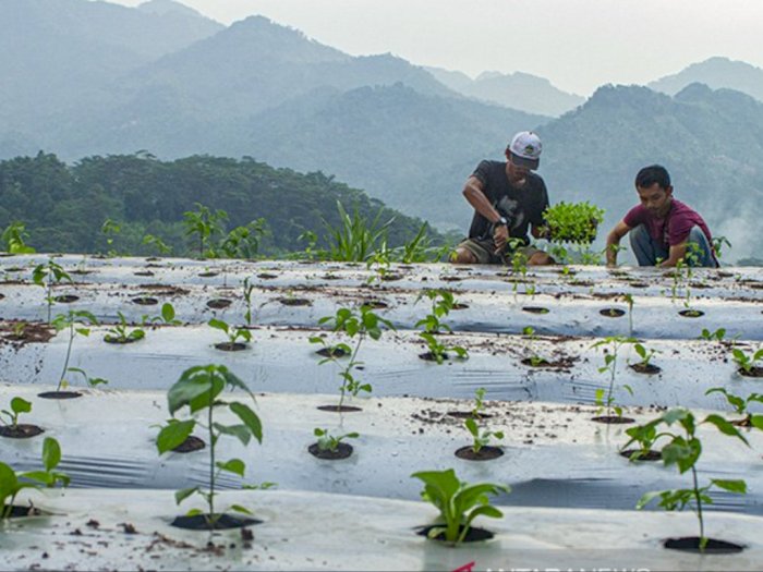 Wujudkan Pertanian Berkelanjutan, Akademisi Sebut Regenerasi Petani Perlu Jadi Prioritas