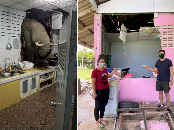 Viral, Gajah Menabrak Dinding Dapur Warga di Thailand untuk Mencari Makanan