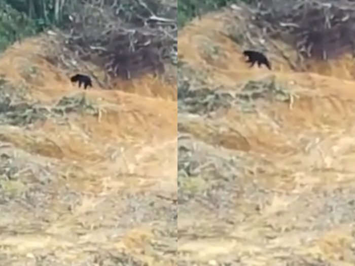 Beruang Madu Ini Terlihat Berkeliaran Tanpa Tujuan Setelah Habitatnya Hancur, Sedih!