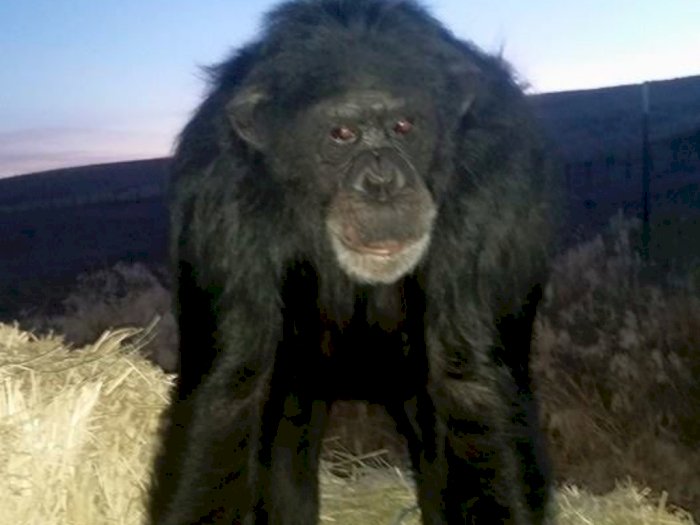 Momen Dramatis Polisi Menembak Mati Simpanse Peliharaan yang Menyerang Putri Pemilik