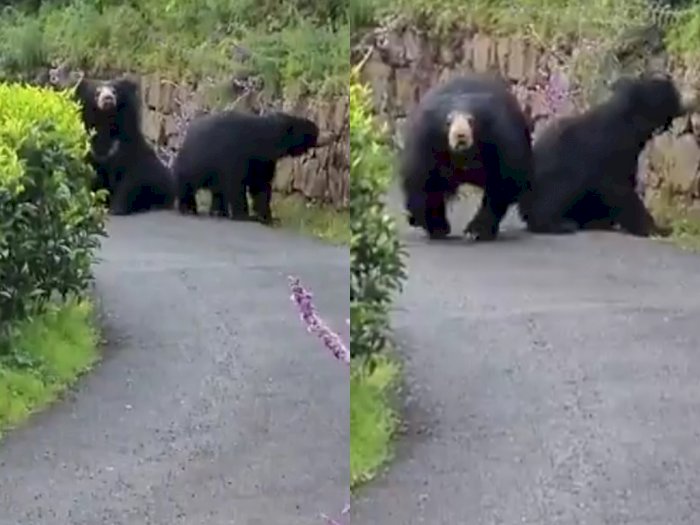 Video Menegangkan saat Beruang Liar Menyerang Seorang Pengendara Motor yang Ingin Lewat