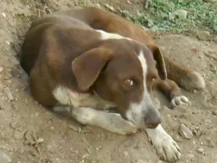 Sedih, Anjing Ini Setia Menunggu Pemiliknya yang Tewas dalam Ledakan Tambang Batu Bara