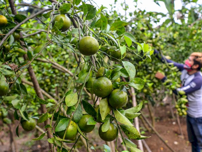 FOTO: Agrowisata Kebun Jeruk di Ciamis