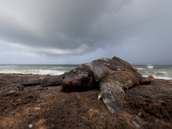 FOTO: Ratusan Penyu Mati Terdampar di Pantai Sri Lanka