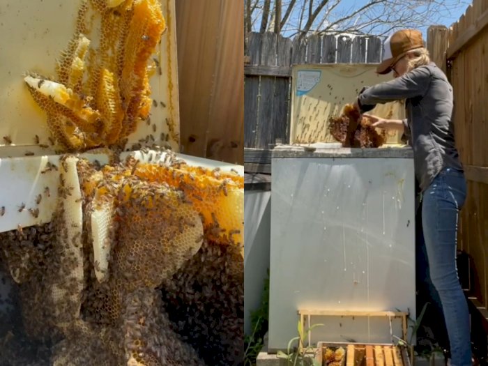 Tangguh! Video Wanita Membereskan Koloni Lebah dengan Tangan Kosong Bikin Takjub