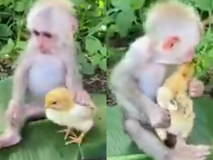 Video Seekor Monyet Mencium Ayam Kecil untuk Menenangkannya, Aksinya Bikin Netizen Gemas